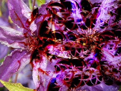 Clematis photo on Aluminum